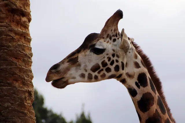 closeup animals giraffes 1920x1200 wallpaper Art HD Wallpaper